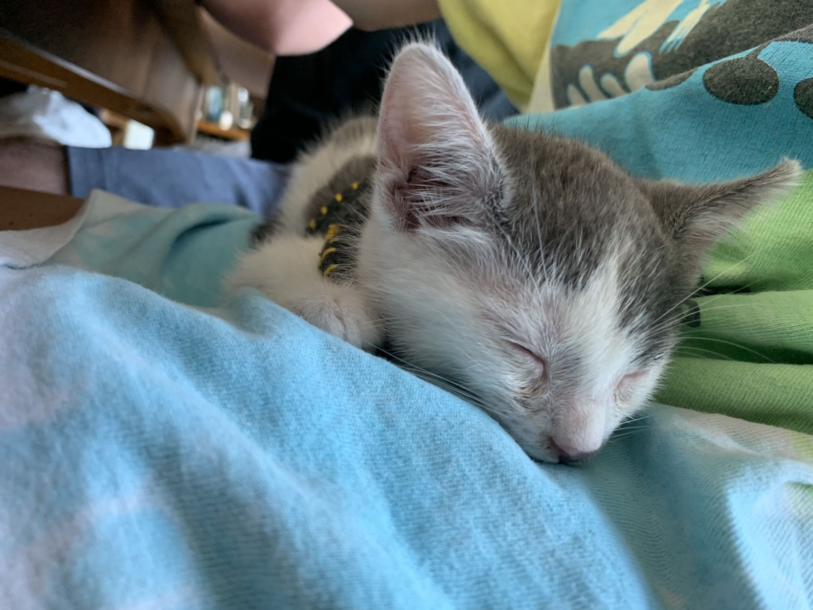 Stowaway kitty survives wild ride to Napa